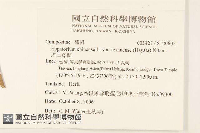 塔山澤蘭藏品圖，第2張