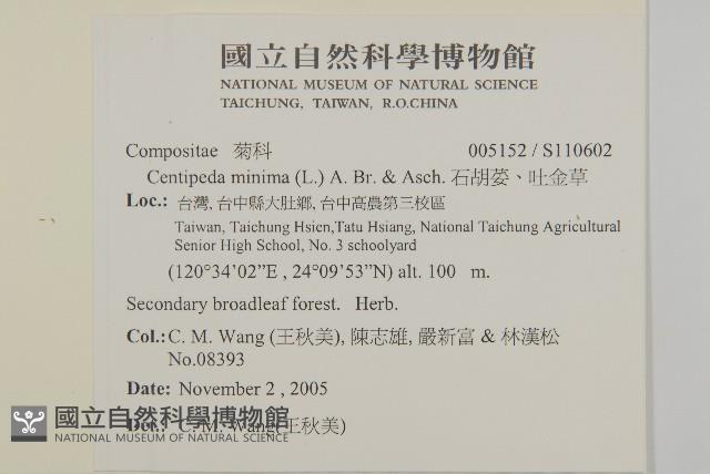 石胡荽、吐金草藏品圖，第2張