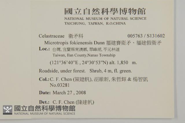 福建賽衛矛、福建假衛矛藏品圖，第2張