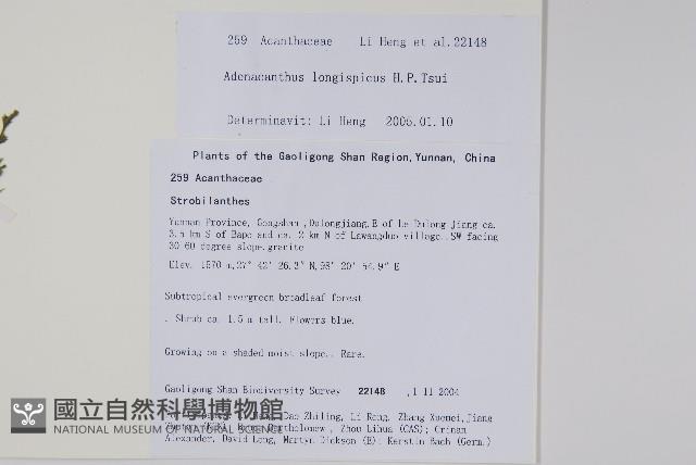 長穗腺背藍藏品圖，第2張