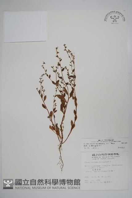 細纍子草藏品圖，第1張