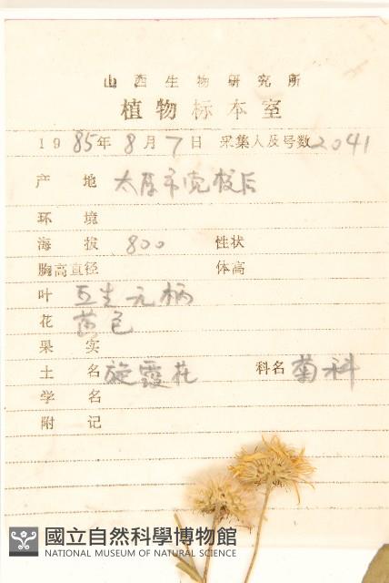 旋覆花藏品圖，第2張