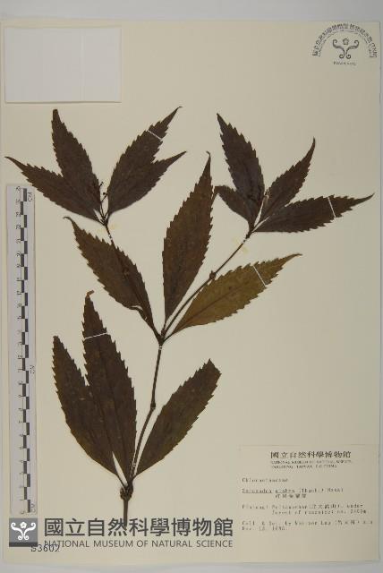 草珊瑚、紅果金粟蘭藏品圖，第1張