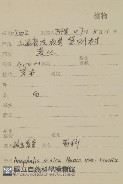 火絨草藏品圖，第2張