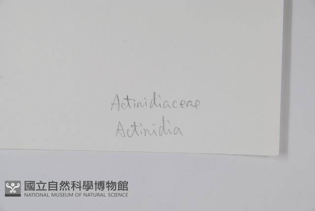 登錄號:S043602藏品圖，第2張