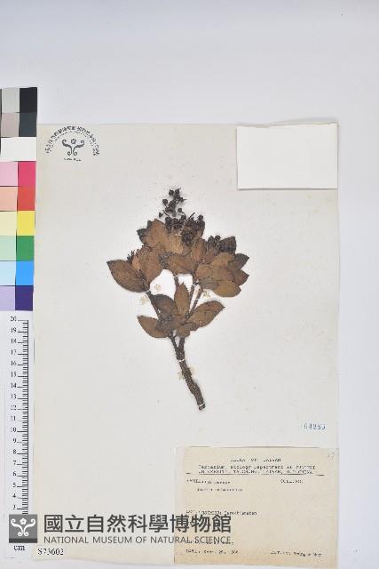 臺灣馬醉木藏品圖，第1張