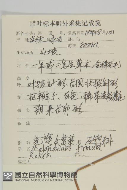 堅硬女婁菜藏品圖，第2張