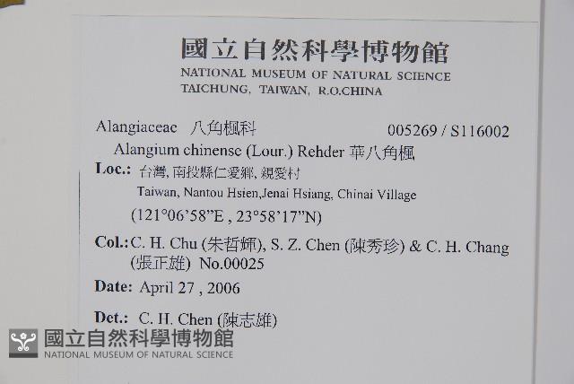 華八角楓藏品圖，第2張