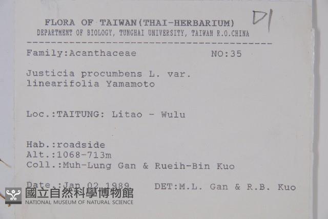 狹葉爵床藏品圖，第2張