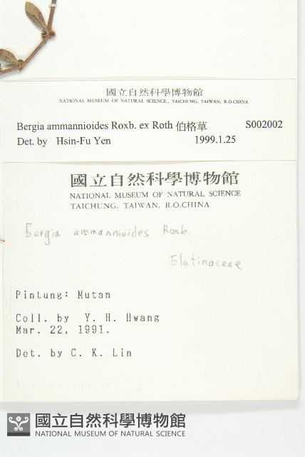 伯格草藏品圖，第2張