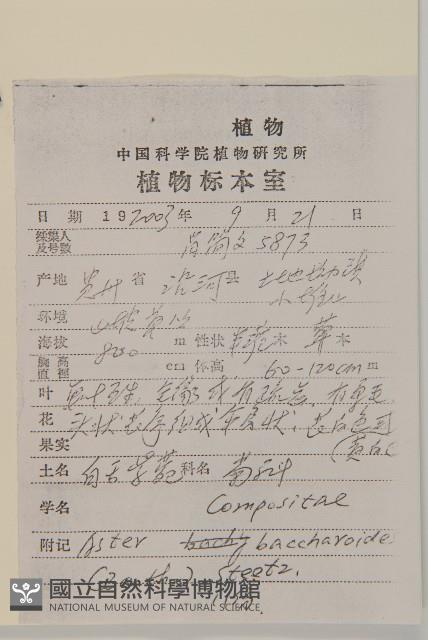 白舌紫菀藏品圖，第2張