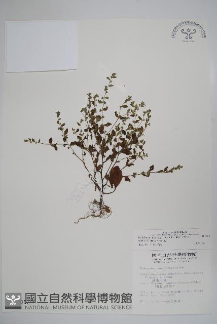 細纍子草藏品圖，第1張