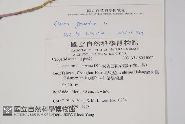 白花菜藏品圖，第2張