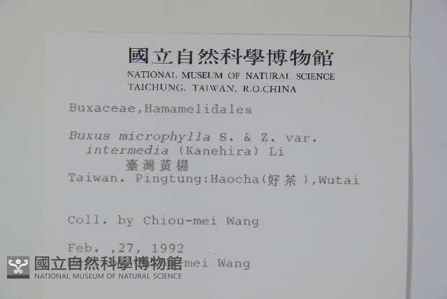 臺灣黃楊藏品圖，第2張