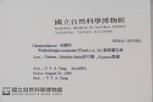 細葉蘭花參藏品圖，第2張