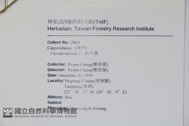 向天黃藏品圖，第2張