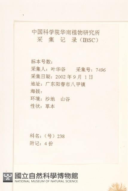 長柄菊藏品圖，第2張