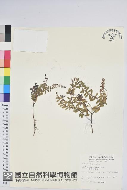 高山白珠樹藏品圖，第1張