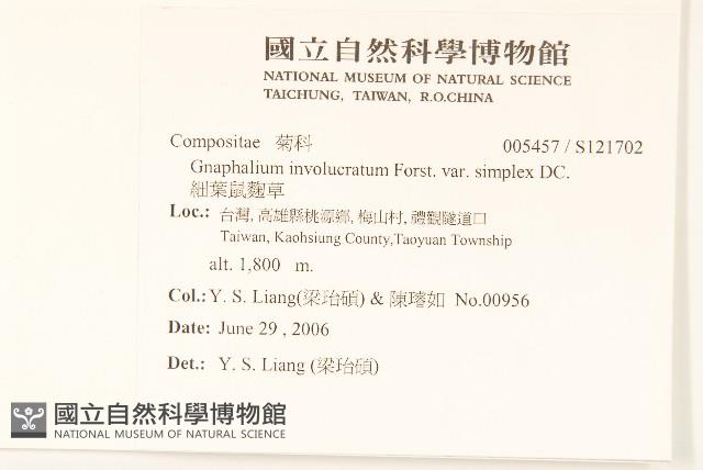 細葉鼠麴草藏品圖，第2張