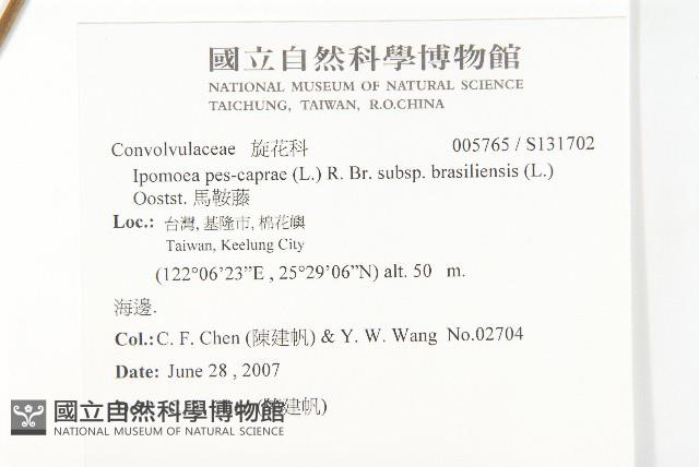 馬鞍藤藏品圖，第2張