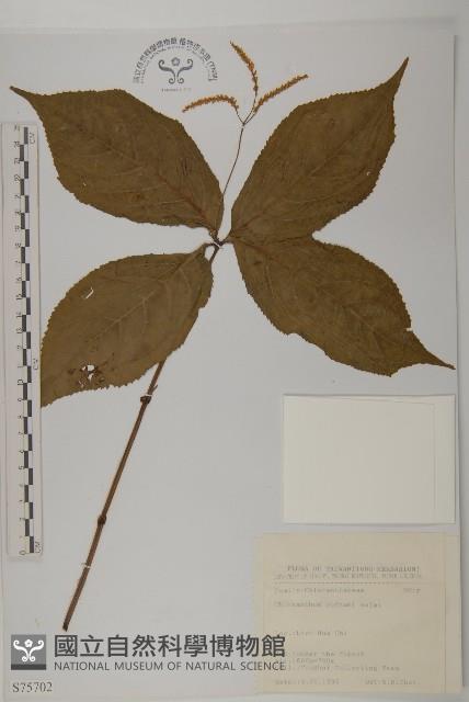 臺灣及己藏品圖，第1張