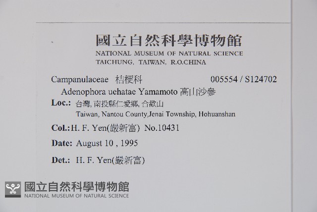 高山沙參藏品圖，第2張