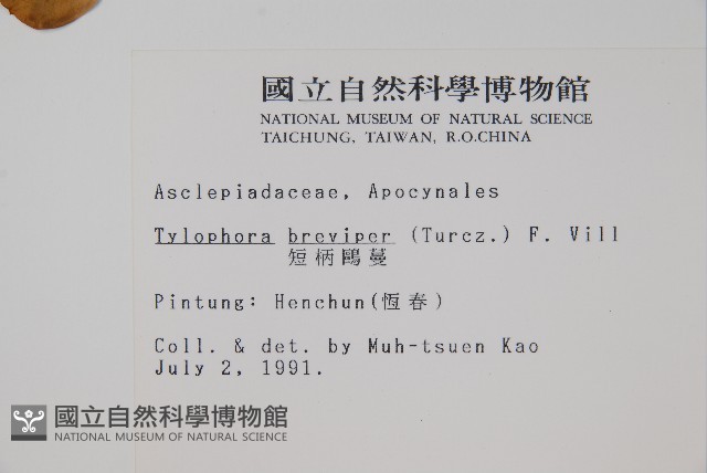 短柄鷗蔓藏品圖，第2張