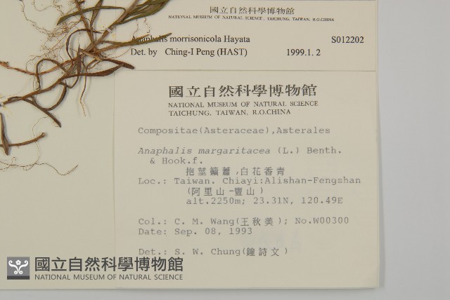 玉山抱莖籟簫藏品圖，第2張