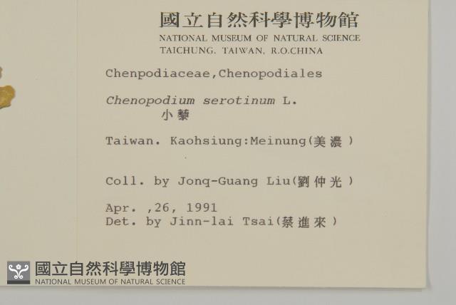 小葉藜藏品圖，第2張