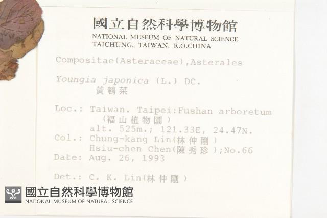 黃鵪菜藏品圖，第2張