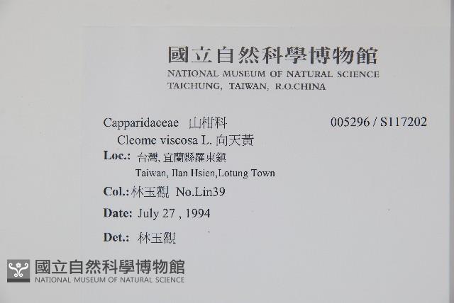 向天黃藏品圖，第2張