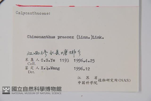 臘梅藏品圖，第2張