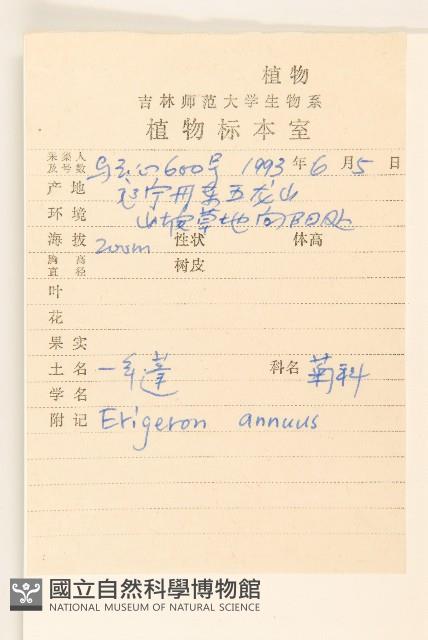 白頂飛蓬藏品圖，第2張