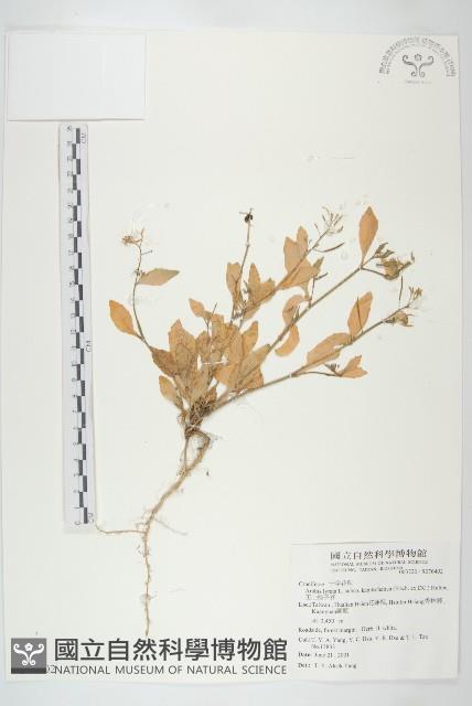 玉山筷子芥藏品圖，第1張