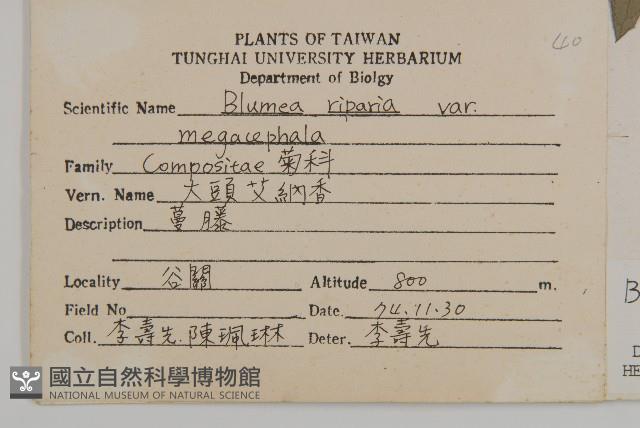 大頭艾納香藏品圖，第2張