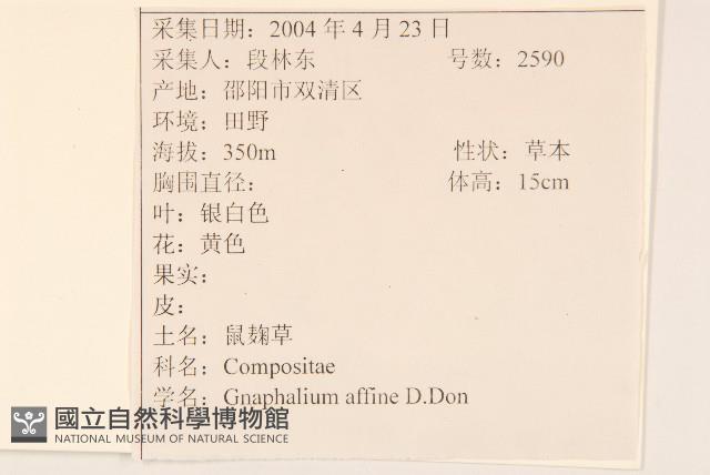 鼠麴草藏品圖，第2張