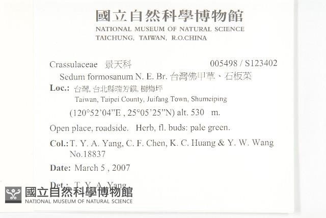 台灣佛甲草、石板菜藏品圖，第2張