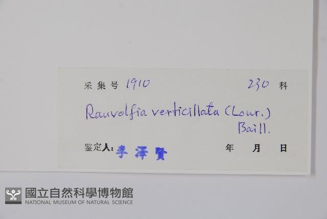 蘿芙木藏品圖，第2張