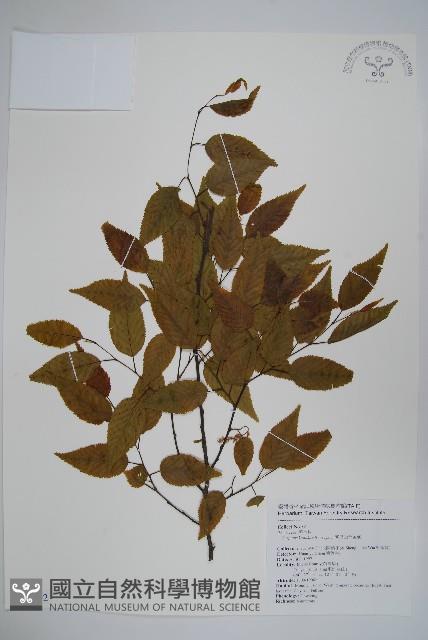 阿里山千金榆藏品圖，第1張