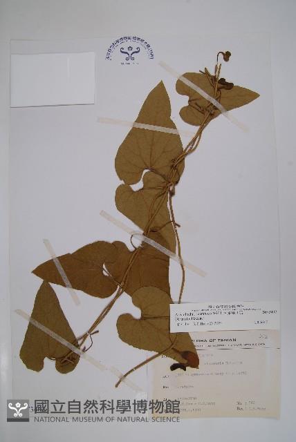 大葉馬兜鈴藏品圖，第1張