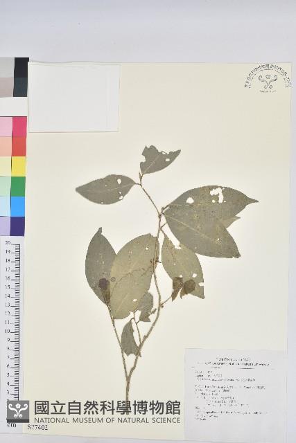 交力坪鐵色藏品圖，第1張