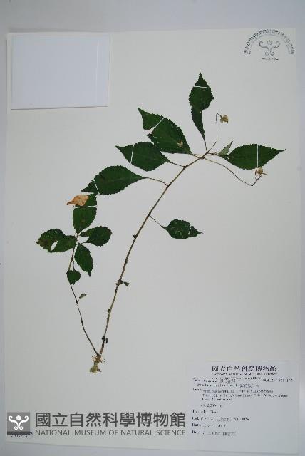 紫花鳳仙花藏品圖，第1張