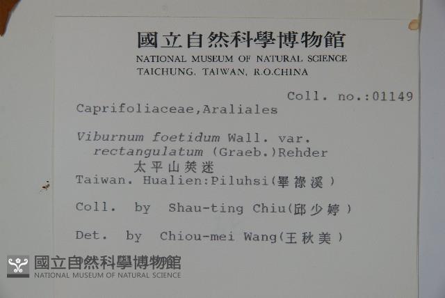 狹葉莢迷藏品圖，第2張