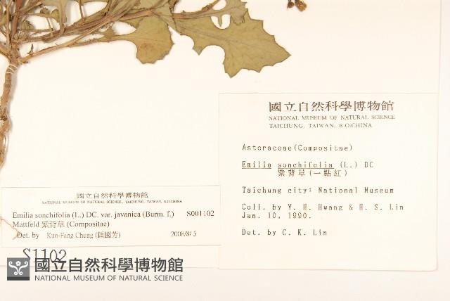 紫背草藏品圖，第2張