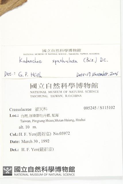 倒吊蓮、匙葉燈籠草藏品圖，第2張