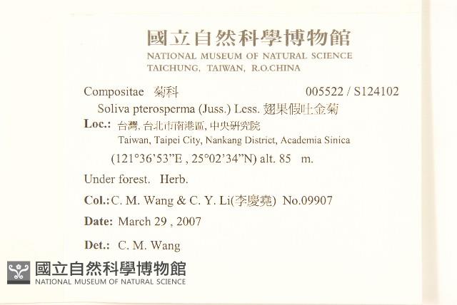 翅果假吐金菊藏品圖，第2張