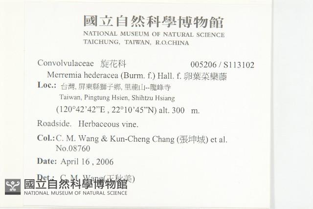 卵葉菜欒藤藏品圖，第2張