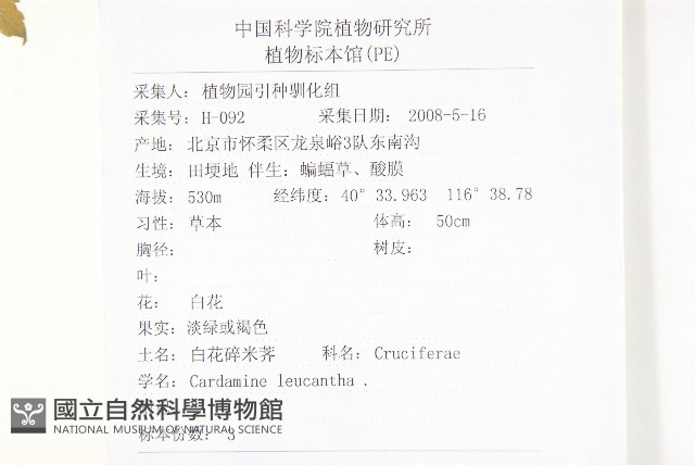 白花碎米薺藏品圖，第2張