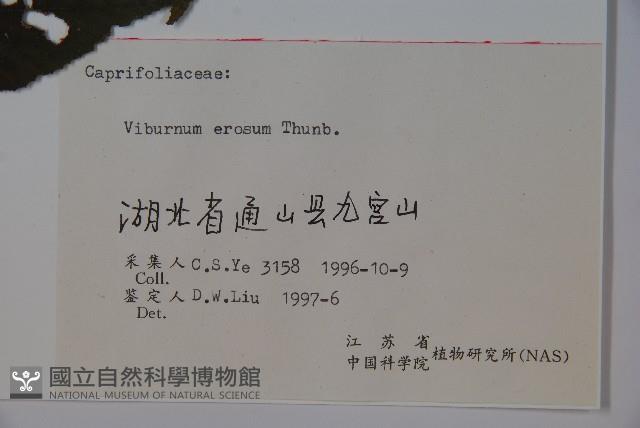 松田氏莢迷、宜昌莢迷藏品圖，第2張