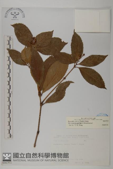 草珊瑚、紅果金粟蘭藏品圖，第1張